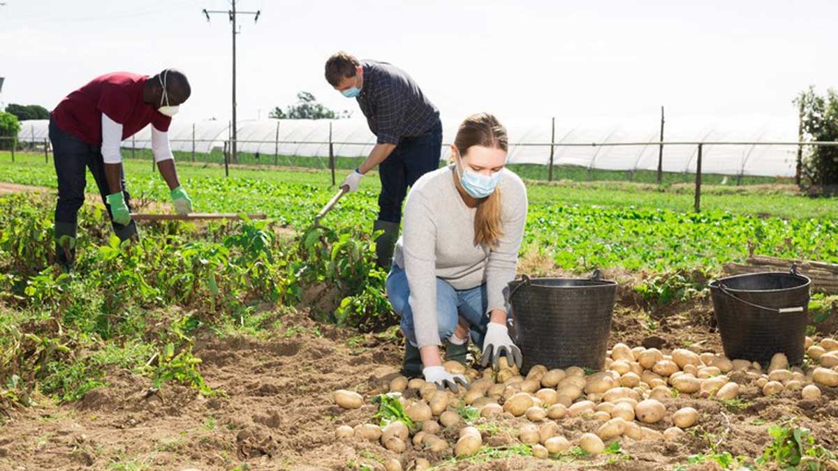 Más de 57.000 agricultores familiares recibirán la Garantía Cosecha en febrero