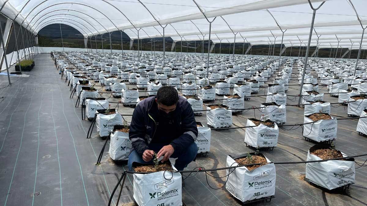 Asistencia técnica para potenciar emprendimiento en Carchi