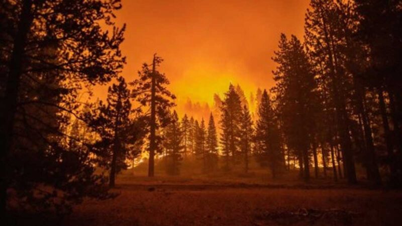 Naciones Unidas advierte que el número de incendios forestales aumentará en un 50 % para el 2100