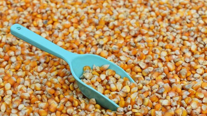 Nueva estimación de Conab apunta a producción de 268,2 millones de granos en la zafra 2021/22