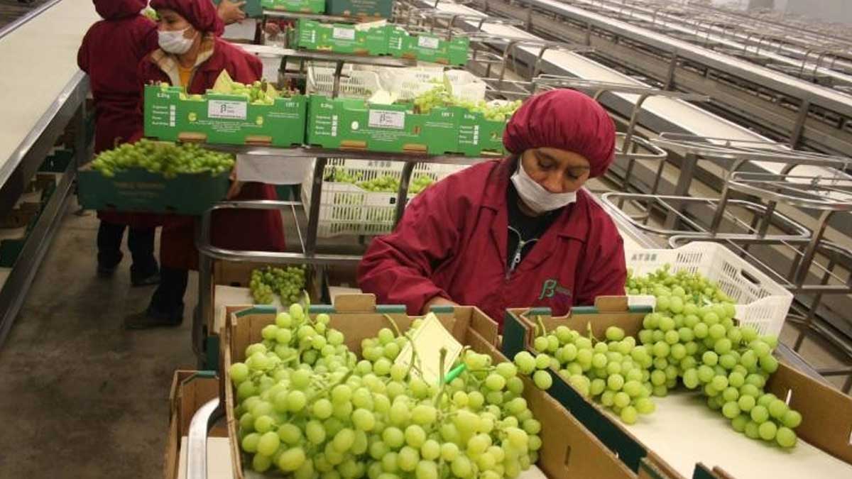 Perú cerca del top 10 de principales exportadores de frutas