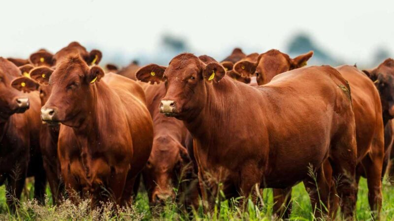 Plan GanAr: entra en vigencia la bonificación de tasa para productores ganaderos, tamberos y cooperativas