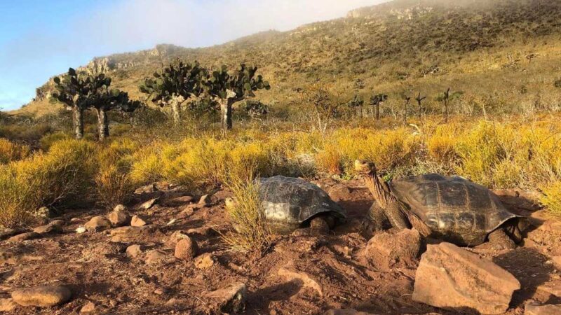 Población de tortugas gigantes en la isla Pinzón muestra una notable recuperación