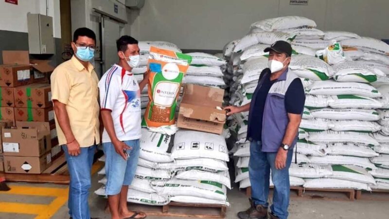 Productores deben verificar semillas certificadas de maíz amarillo duro