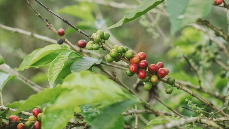 Proyectamos que la producción de café estará en 13,2 millones de sacos este 2022, lo que representará un crecimiento de 5% frente al año anterior”: ministro Rodolfo Zea Navarro