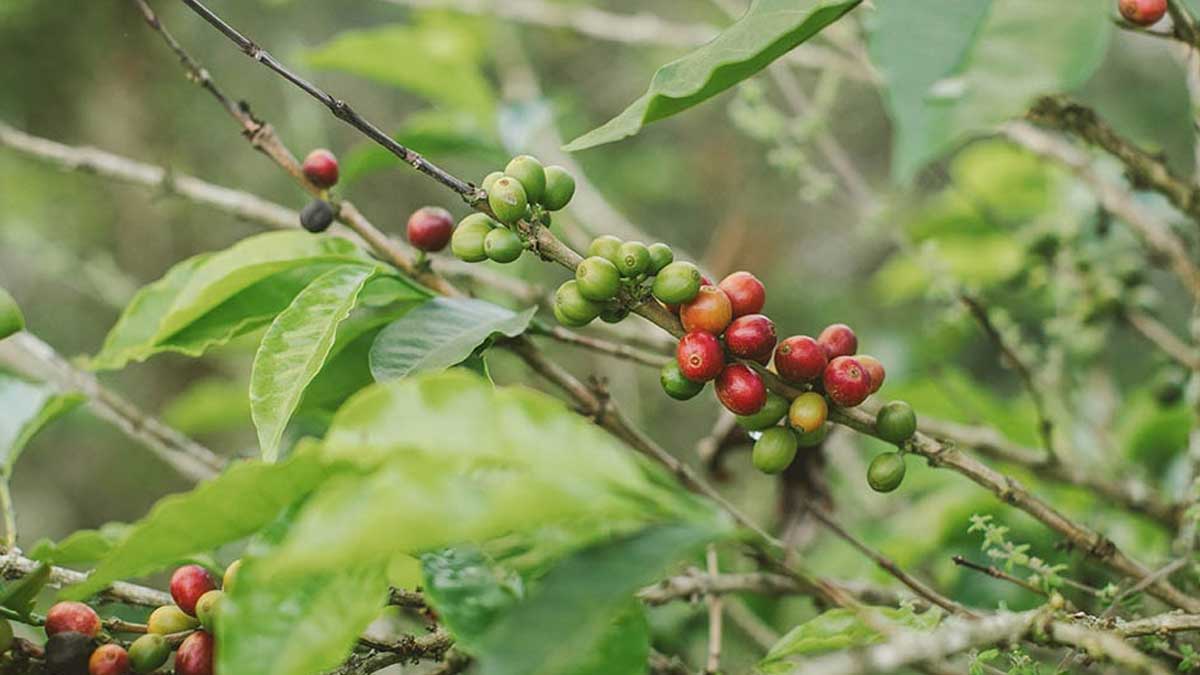 Proyectamos que la producción de café estará en 13,2 millones de sacos este 2022, lo que representará un crecimiento de 5% frente al año anterior”: ministro Rodolfo Zea Navarro