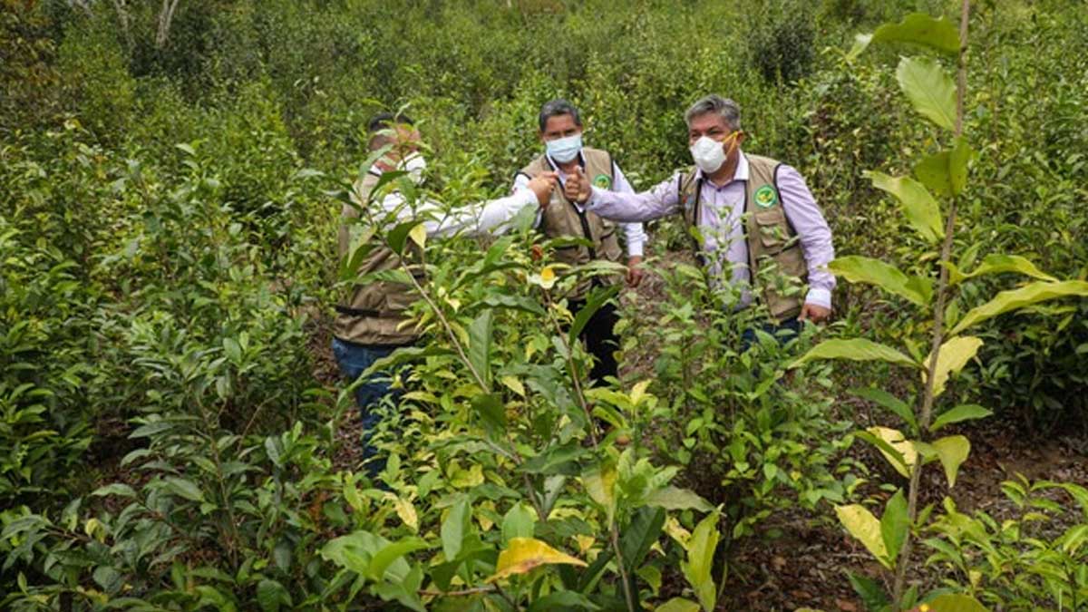 Proyecto ‘Té Verde’ beneficia a 7,000 familias.