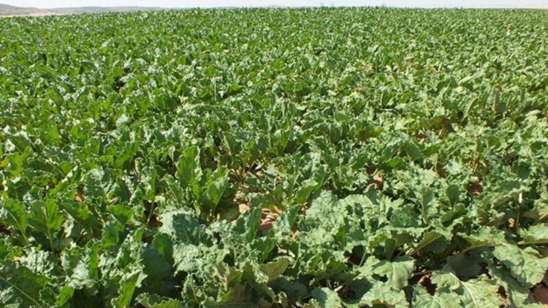 Loreto: San José de Lupuna comercializa 12 Toneladas de fariña y tapioca