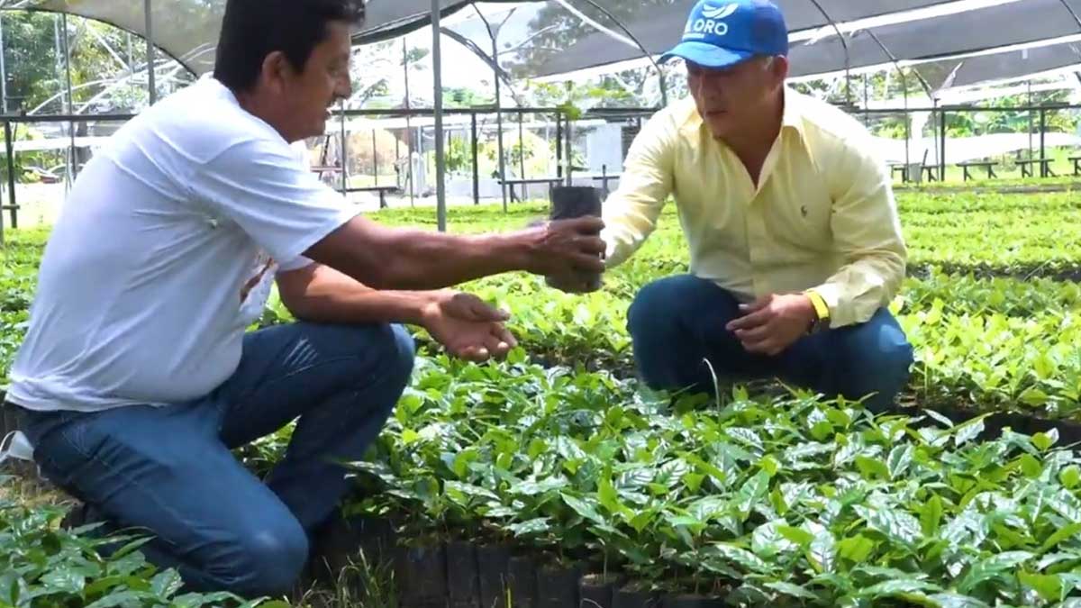 Sector cafetalero se potencia en la provincia.