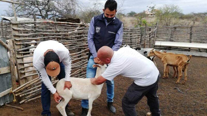 Unidades móviles del MAG recorren Zapotillo para atender a caprinos