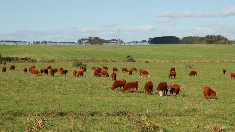 Vacunación contra la Fiebre Aftosa comienza el 15 de marzo