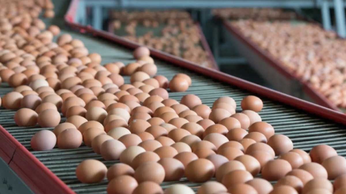 Aumenta el precio de los huevos por gripe aviar
