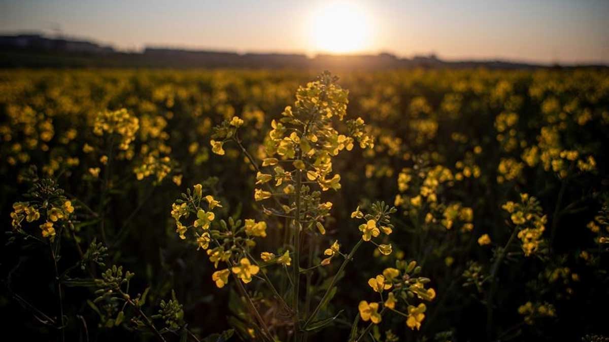 Bruselas autoriza cuatro organismos genéticamente modificados para alimento