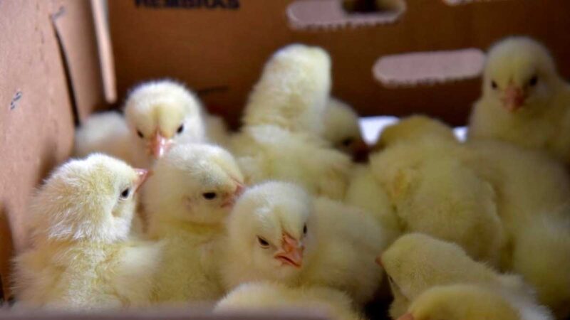 Continúa entrega de kits agroproductivos en zona rural de la provincia