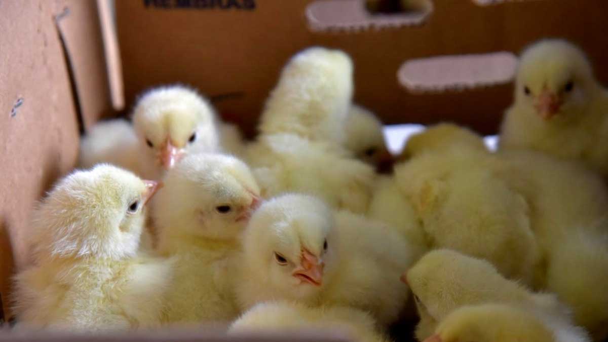 Continúa entrega de kits agroproductivos en zona rural de la provincia