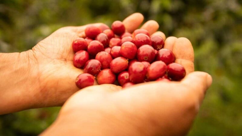 Café de origen sostenible y libre de deforestación conquista mercados internacionales