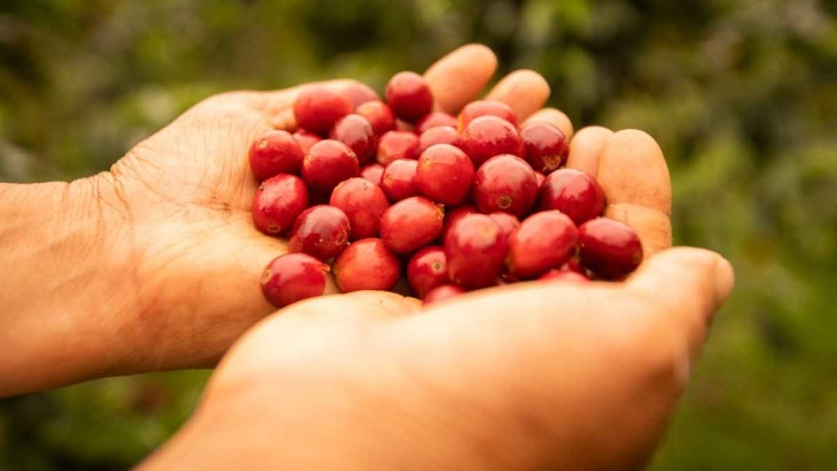 Café de origen sostenible y libre de deforestación conquista mercados internacionales