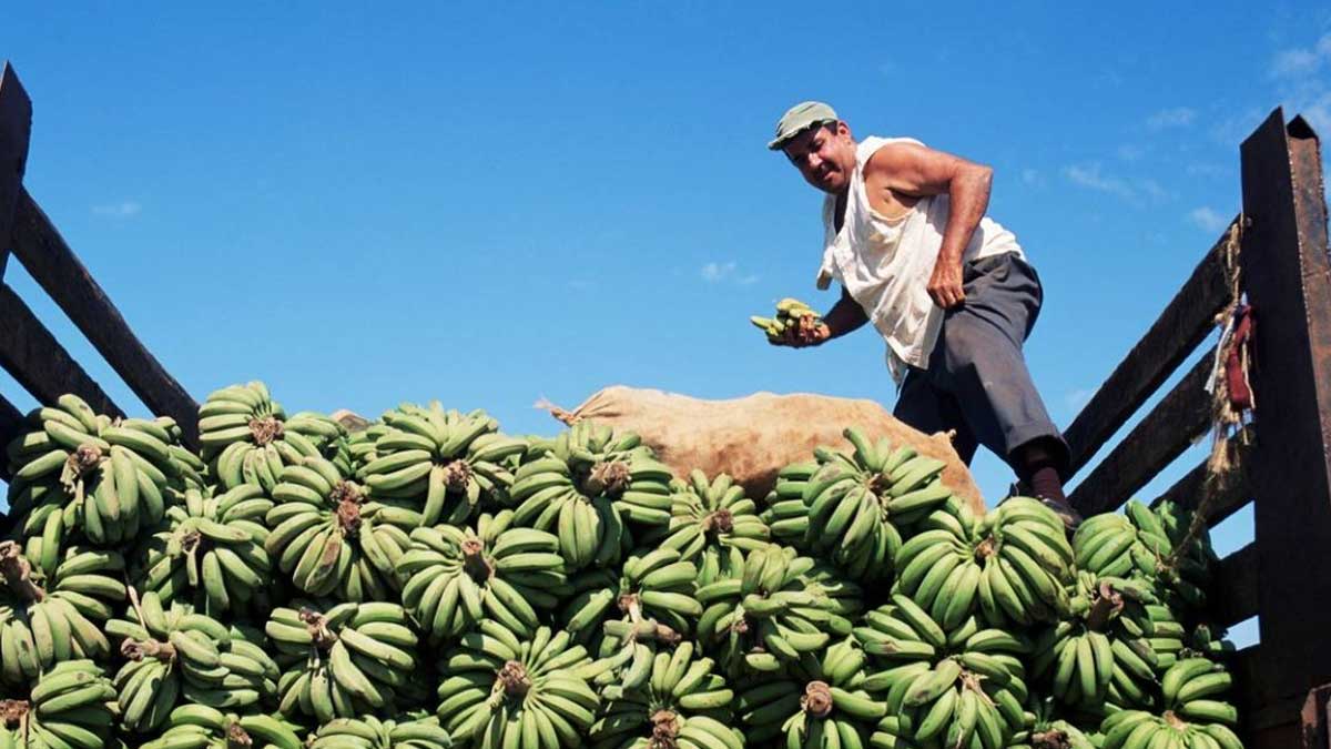 Cuba califica 2021 como uno de los peores años para su agricultura