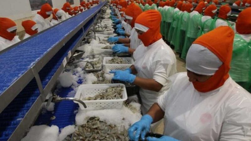 Camaroneros de Ecuador suspenden exportación a Rusia