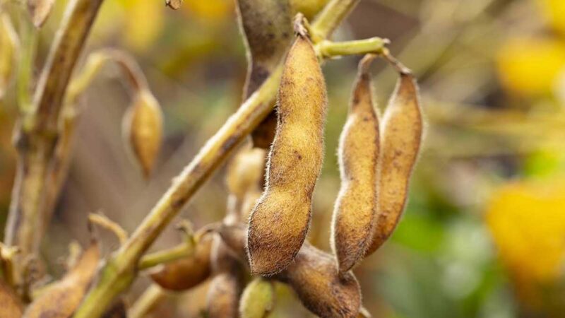 Científicos chinos logran nuevos éxitos en estudio de genoma de soya