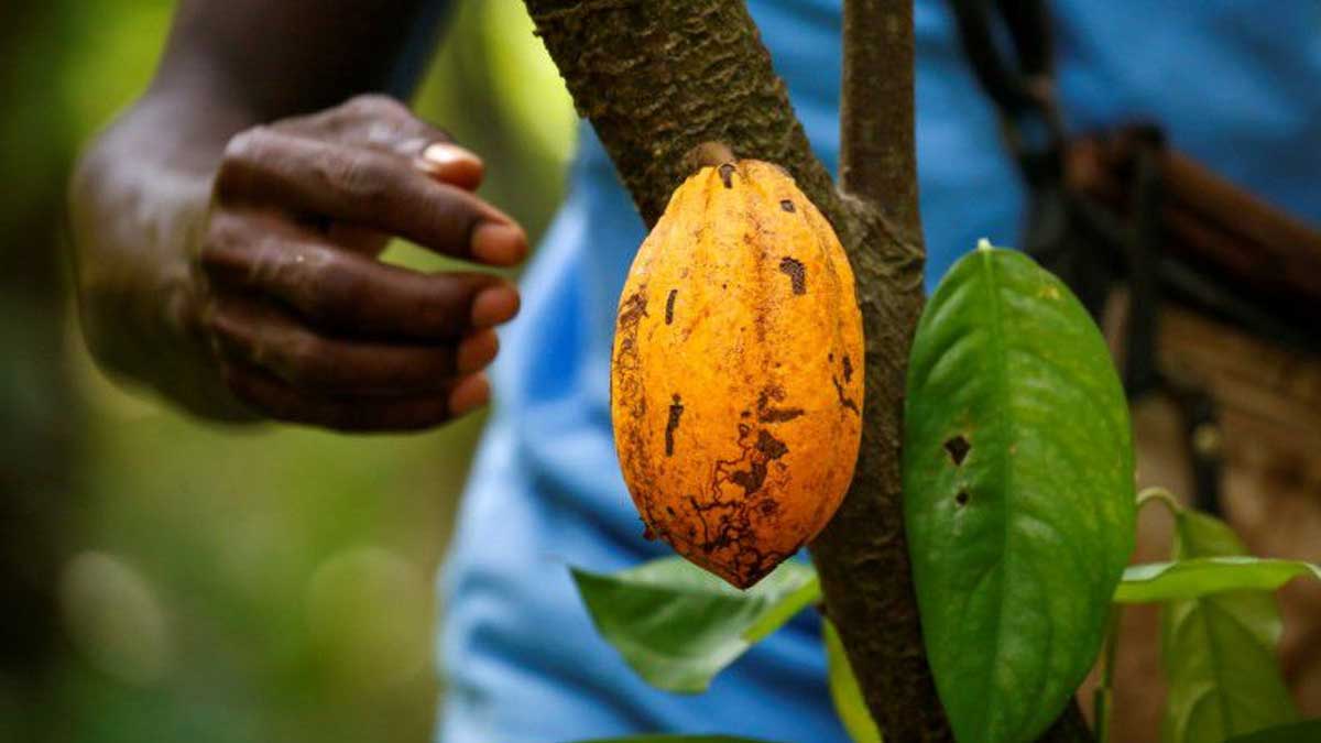 Costa de Marfil prueba nuevo sistema de trazabilidad del cacao para luchar contra la deforestación