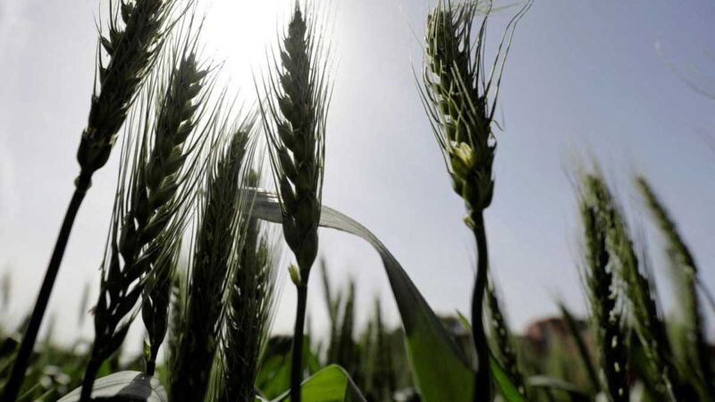 Delegación egipcia visitará la India para discutir las importaciones de trigo