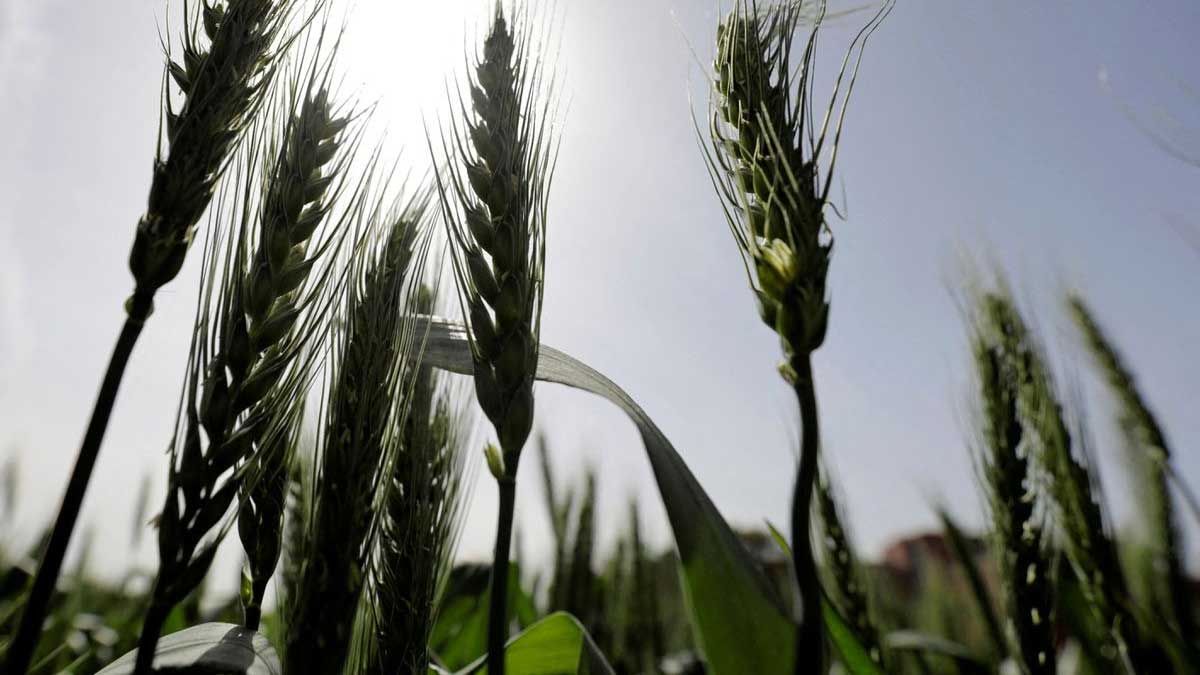 Delegación egipcia visitará la India para discutir las importaciones de trigo
