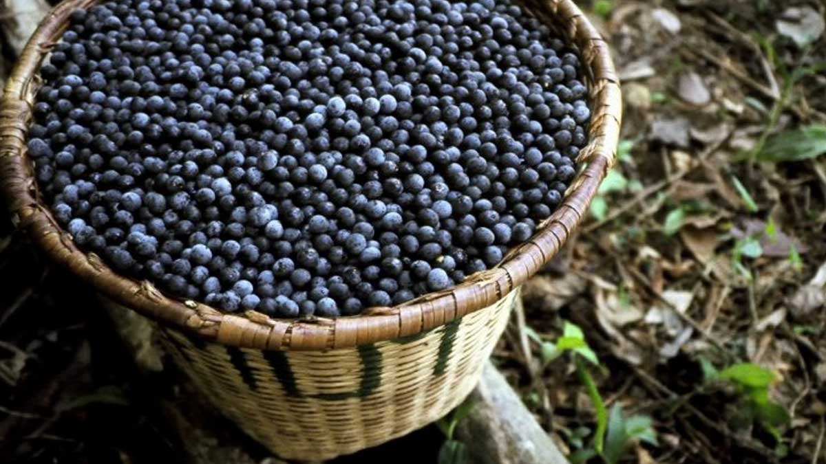 Cómo el éxito del asaí amenaza la biodiversidad amazónica