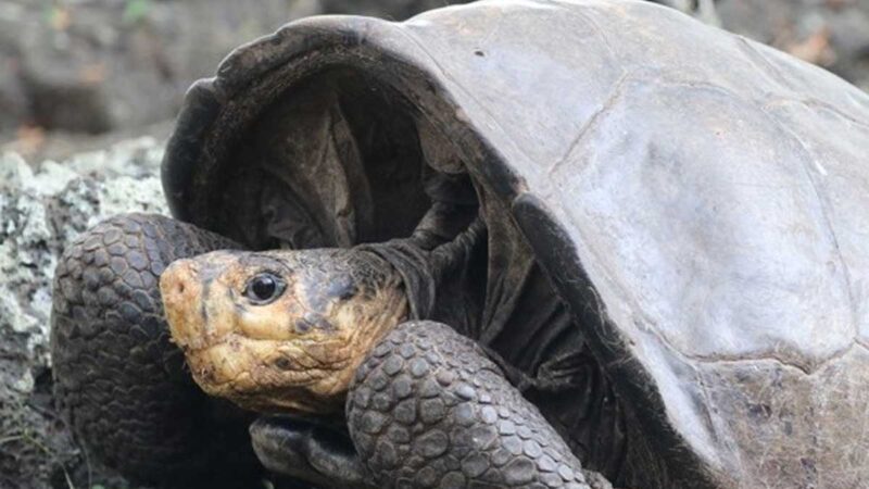 Expedición en Fernandina no identificó nuevos individuos de la especie Chelonoidis phantasticus