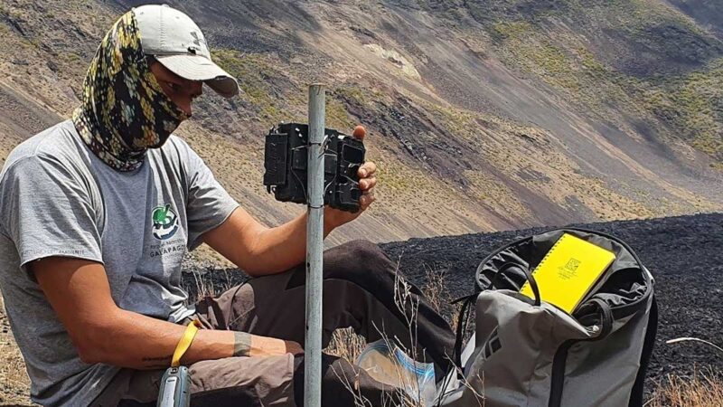 Equipo de guardaparques monitorean permanentemente a la iguana rosada terrestre