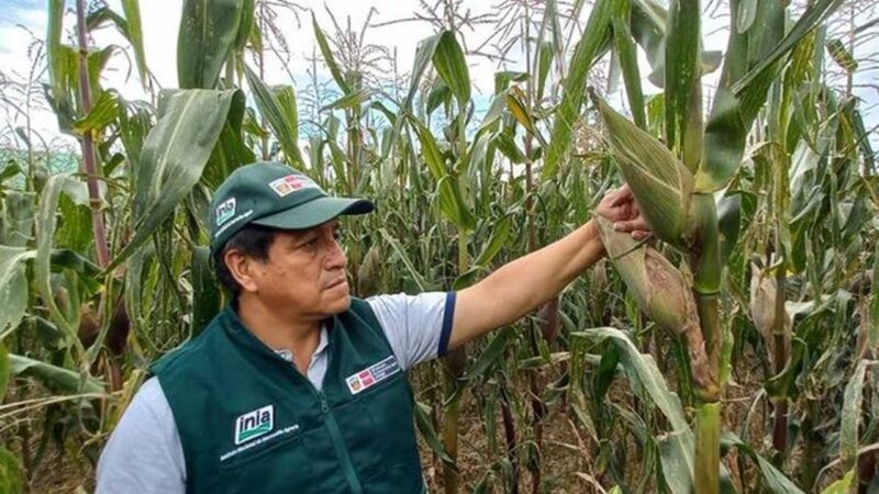 INIA busca mejorar calidad de maíz variedad Blanco Urubamba en Junín