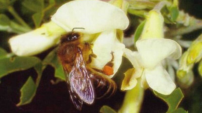 Impulsan  programa para garantizar la supervivencia de la abeja negra en Tenerife