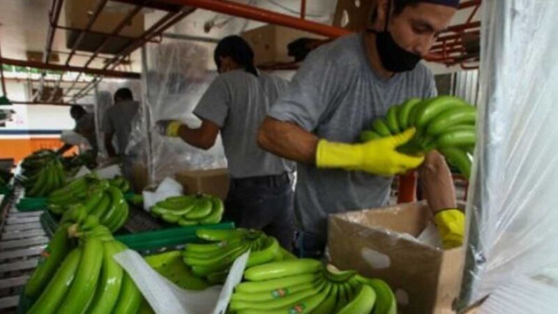 Invasión rusa a Ucrania golpea a sector bananero ecuatoriano