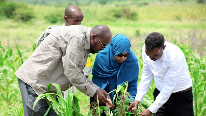 La FAO acoge con satisfacción la decisión de conmemorar cada año el Día Internacional de la Sanidad Vegetal el 12 de mayo