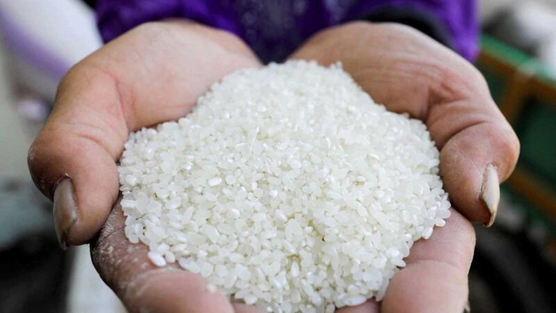 La fuerte demanda asiática de arroz para alimentación animal genera preocupaciones sobre el suministro de alimentos