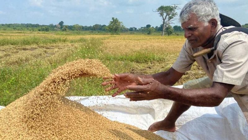 La prohibición de fertilizantes diezma los cultivos de Sri Lanka a medida que disminuye la popularidad del gobierno