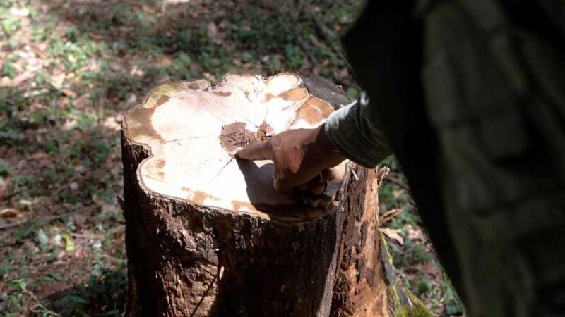 La propuesta de ley forestal de Kenia preocupa a los activistas ambientales