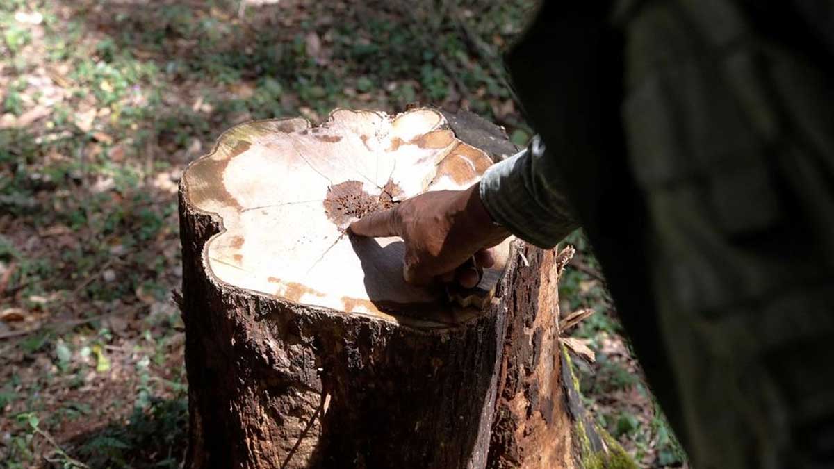 La propuesta de ley forestal de Kenia preocupa a los activistas ambientales