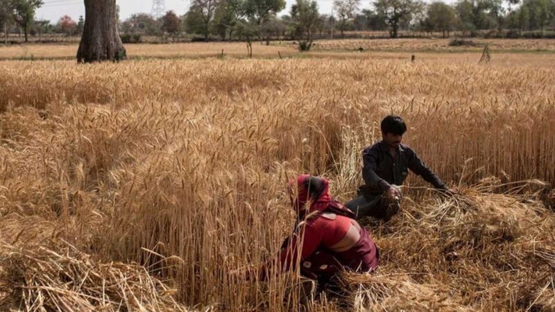 Las exportaciones de trigo de la India aumentarán en medio de la incertidumbre del suministro del Mar Negro