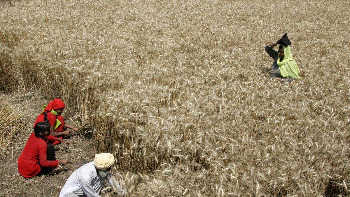 Líbano planea licitación de trigo indio, dice ministro