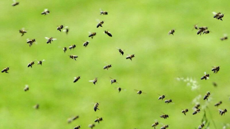 Los delegados mundiales parecen lanzar un acuerdo para detener la pérdida de la naturaleza en la hierba alta