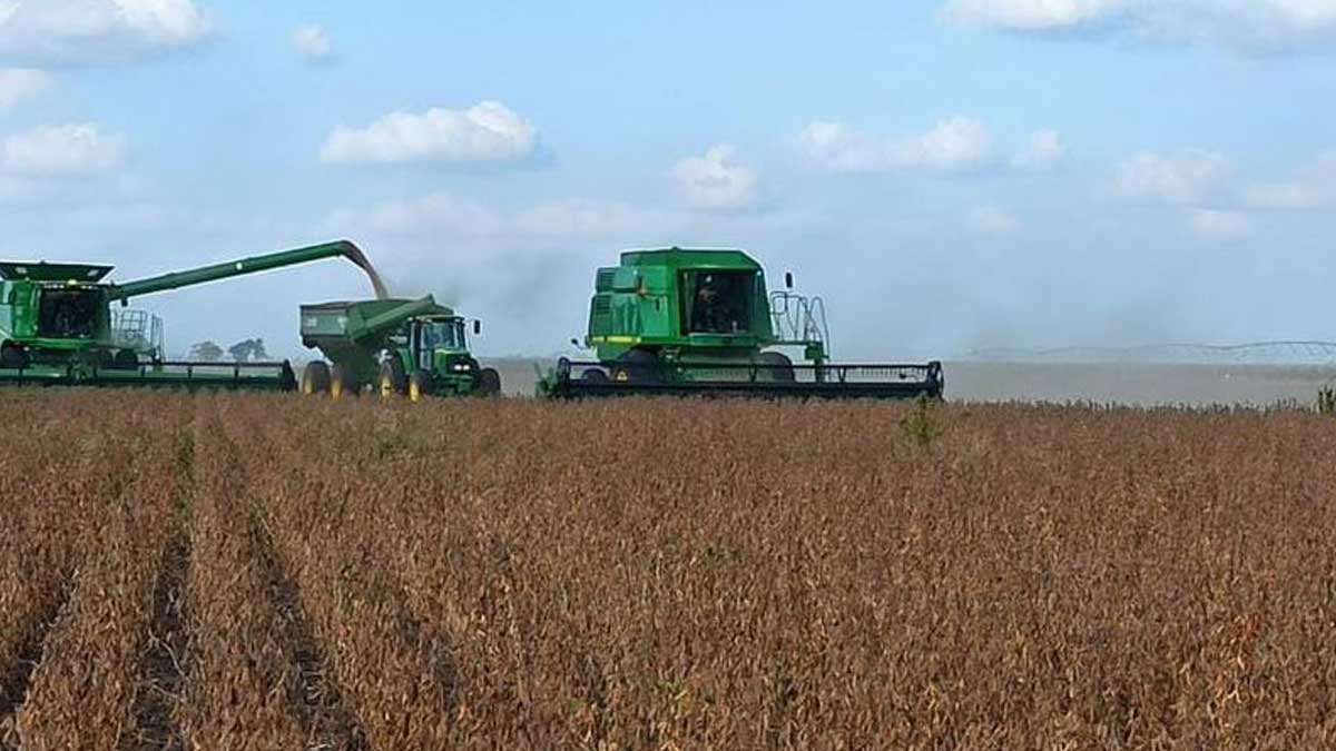 Los ingresos agrícolas de EE. UU. podrían verse impulsados por el repunte de los cereales: Fed de Chicago