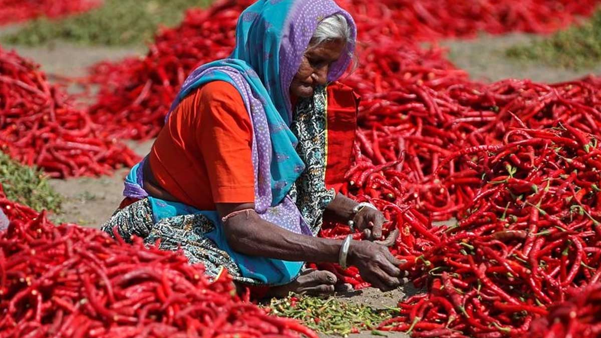 Los precios del chile rojo suben debido al daño de los cultivos en el principal exportador India