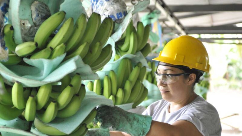 Política de defensa de precios: Ministerio de Agricultura y Ganadería combatirá dumping bananero