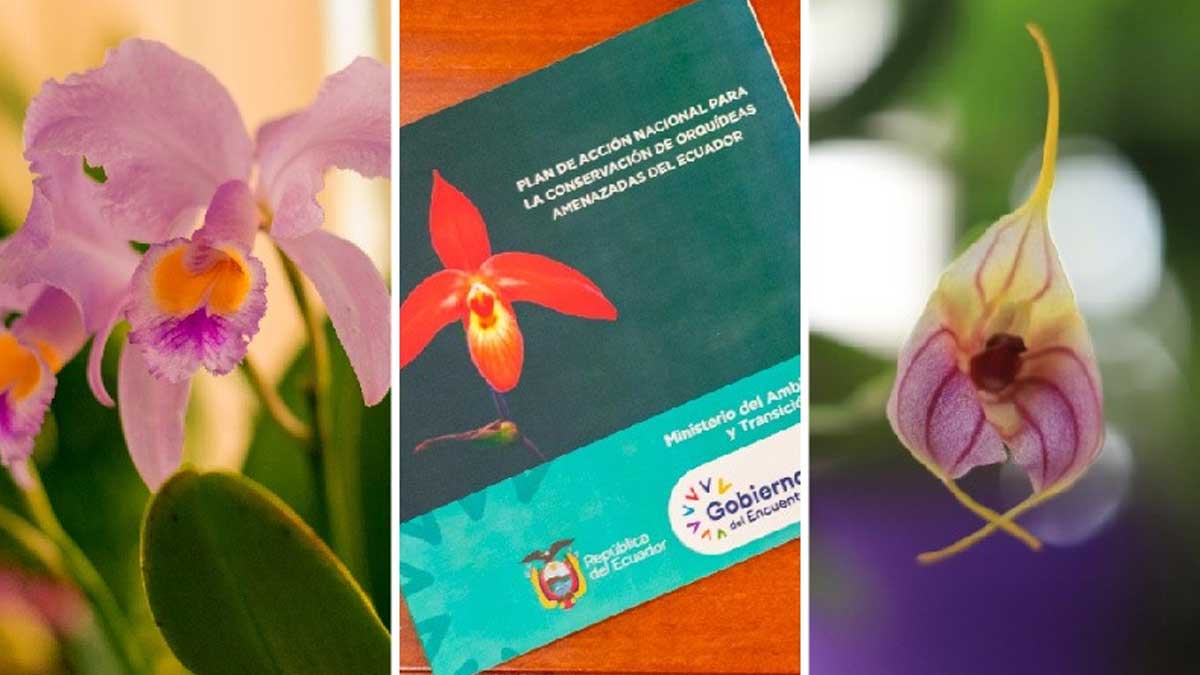 Ecuador celebra el Día Mundial de la Vida Silvestre con su primer plan de protección de flora