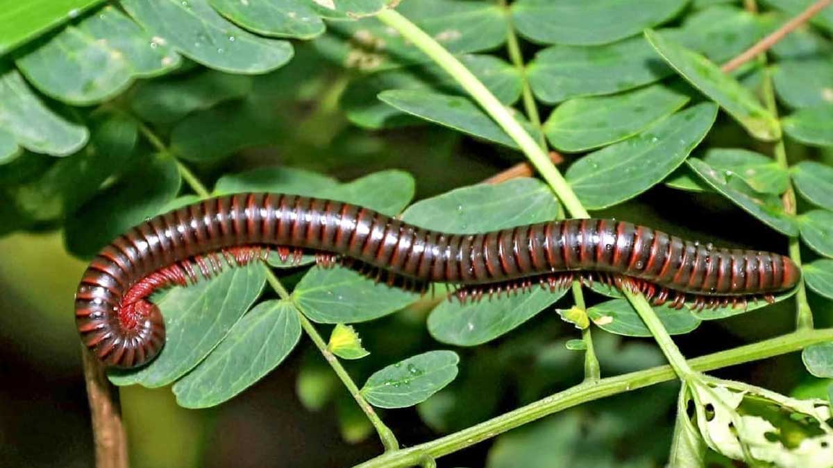 ¡Trabajamos en el cuidado de la biodiversidad de Guayas!