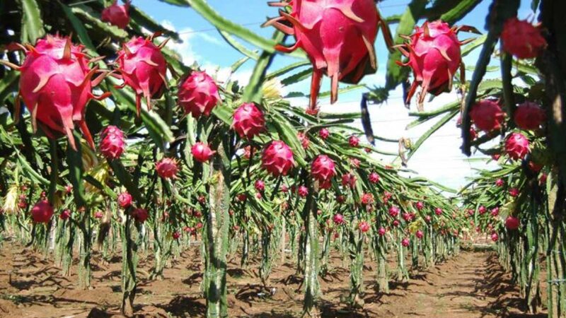 Programa del III Simposium Tecnológico y Encuentro de Productores de Pitahaya