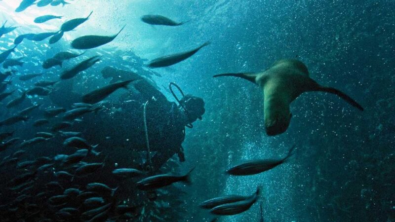 Reserva Marina Hermandad incrementa 5,5% de superficie marina nacional bajo conservación