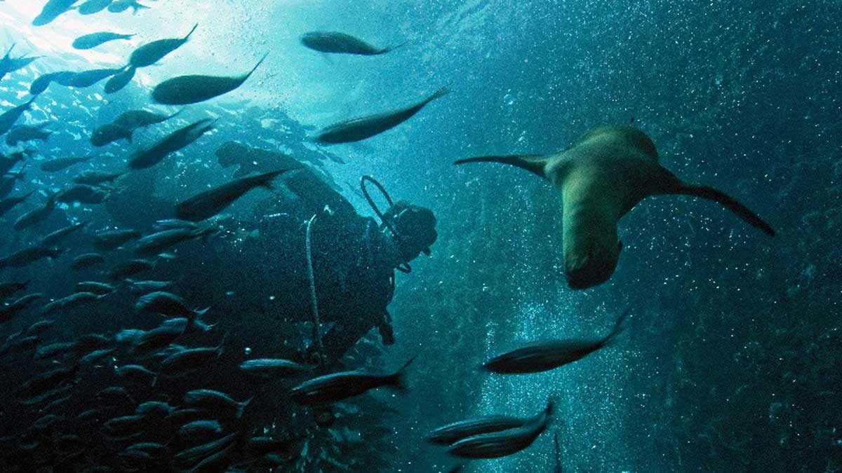 Reserva Marina Hermandad incrementa 5,5% de superficie marina nacional bajo conservación