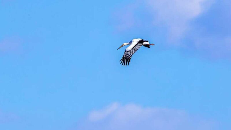 Reserva natural en noreste de China construye nidos artificiales para aves en peligro de extinción